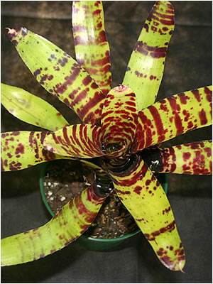 Totara Waters Sub-Tropical Garden - Bromeliads