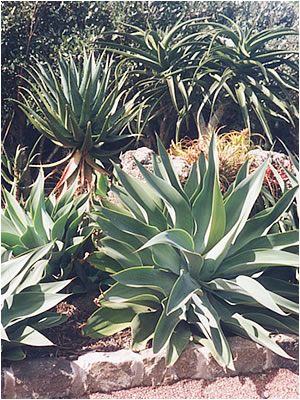 Totara Waters Sub-tropical Garden