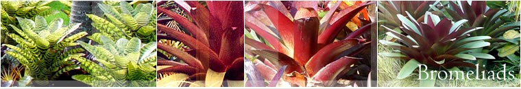 Bromeliads